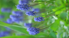 Beautiful Muscari botryoides Flower Blooming in an Outdoor Garden. Purple violet Muscari botryoides Flowers in a Garden Setting with Natural Light vertical video