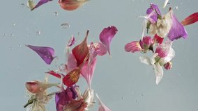 Underwater floral petals in motion. Unique Footage of Flowers in an Aquarium. Flowers slowly fall into the water.  Concept on nature background. The Art of Water and Flowers - Powered by Shutterstock - Get 15% off with code: PIKWIZARD15