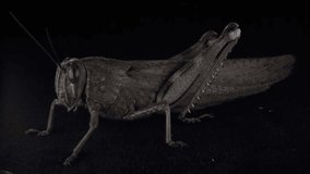 Close-Up Details of a Grasshopper Insect with Long Legs Ready to Jump on Black Background
