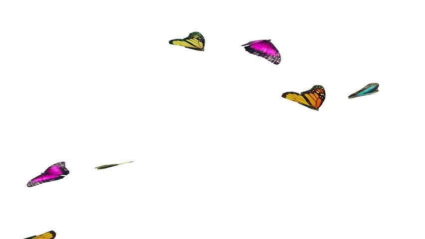 Mariposas voladoras sobre un fondo blanco.