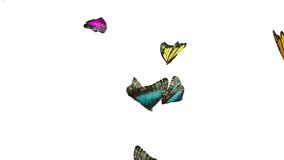 Flying butterflies in group white background, colorful butterflies flying loop high quality video 