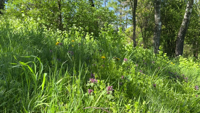 Forest glade with green grass and flowers in summer.