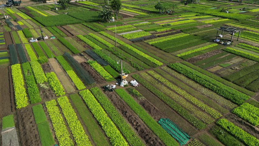 Descending drone footage above Tra Que vegetable village in Quang Nam province, Vietnam. Famous place for good frest product, those farmer don t use any chemical 2-3