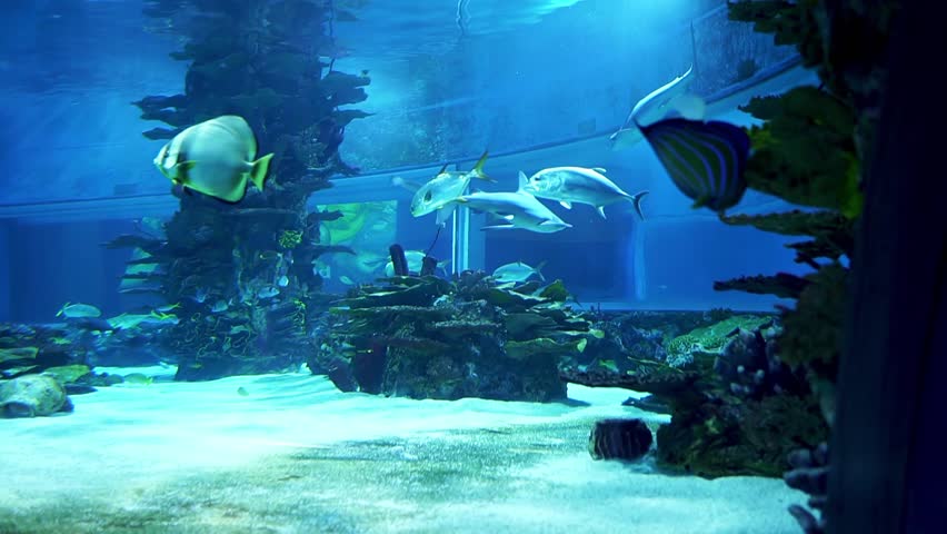 Sharks in the aquarium. Aquarium in Budapest, Hungary. Tropicarium-Oceanarium Budapest. Rich water world Hungary, Budapest. The largest aquarium in Eastern Europe. Hundreds of animals