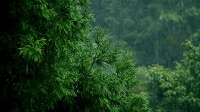 soothing rainy video, rain in forest , natural video , beautiful nature