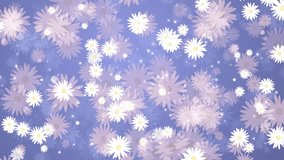 Chamomile white and pink flowers petals. Summer plants rotate, appear and disappear. Seamless blue background. Abstract motion graphics. Looped video.