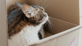 The striped cat sits in a box. Slow video. High quality 4k footage. animal beautiful cat 