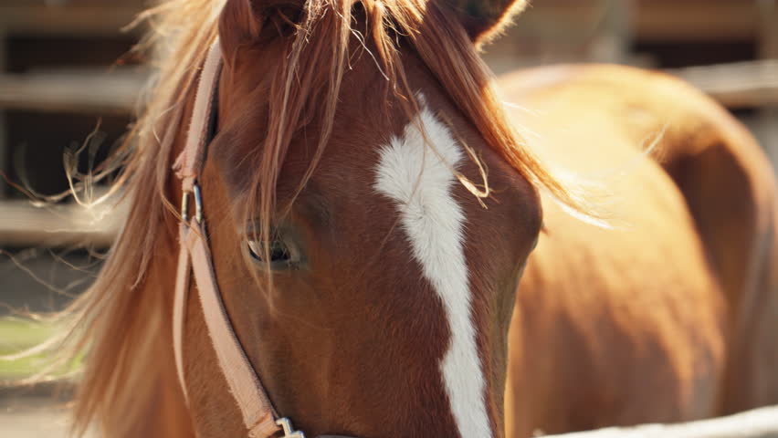 Beautiful brown horse. Thoroughbred horse in beautiful lighting. Beautiful brown horse looks into camera. Graceful horse. Close-up in 4K, UHD