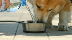  Welsh corgi dog drinking water from plastic bottle during sunny day in nature. High quality FullHD footage