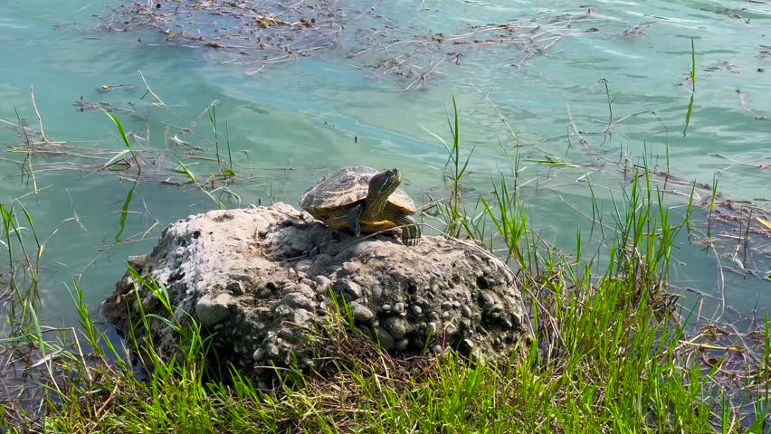Pond slider, trachemys scripta, semiaquatic turtle is standing on the stone on the shore of lake and looking around