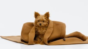 Funny little dog in a brown coat looks at the camera while sitting on a white background.