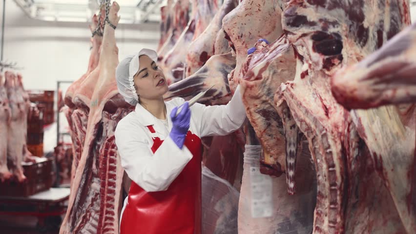 Young female worker of meat processing factory inspecting fresh raw meat hanging in cold storage room, monitoring temperature of beef carcass. High quality 4k footage Royalty-Free Stock Footage #1103259379