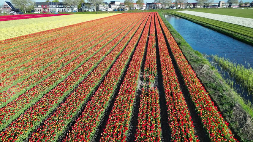 Dutch landscape  Tulip fields  windmills