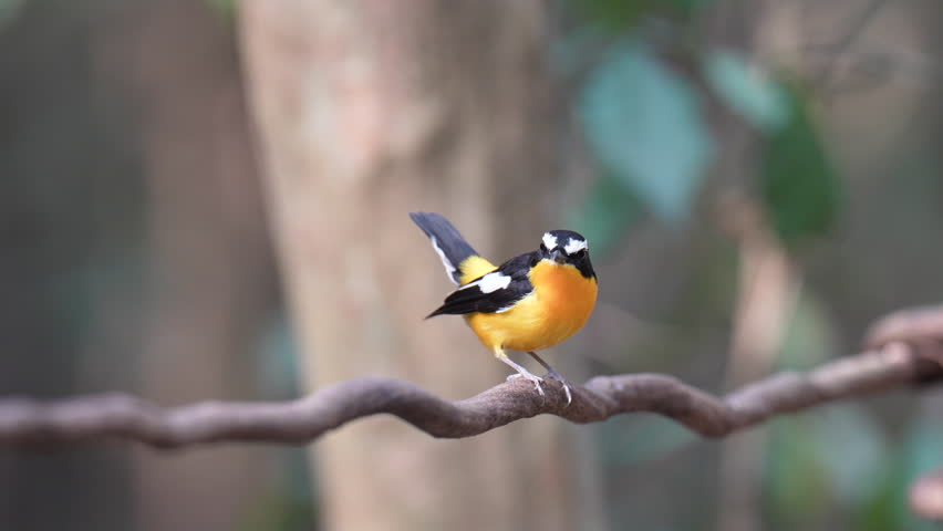 Yellow-rumped Flycatcher standing on branch. 