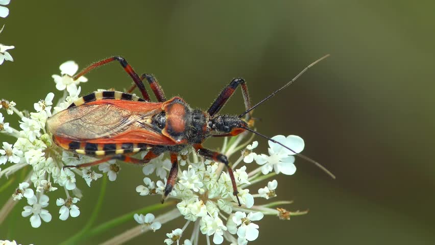 Red Assassin Bug (Rhynocoris iracundus) on white flowers, medium shot.