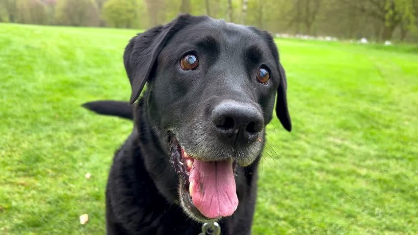 Senior blind black labrador dog plays outdoors in spring park. Caring for elderly animals. Pets play outdoors. High quality 4k footage Royalty-Free Stock Footage #1103269361