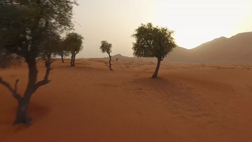 Gorgeous sunset aerial view with lone trees in the Sahara Desert, Saudi Arabia. Royalty-Free Stock Footage #1103272183