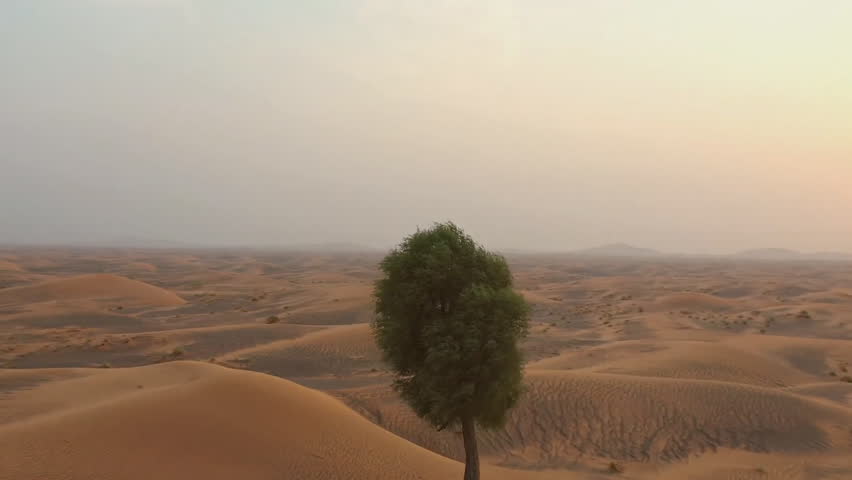 Gorgeous sunset aerial view with lone trees in the Sahara Desert, Saudi Arabia. Royalty-Free Stock Footage #1103272195