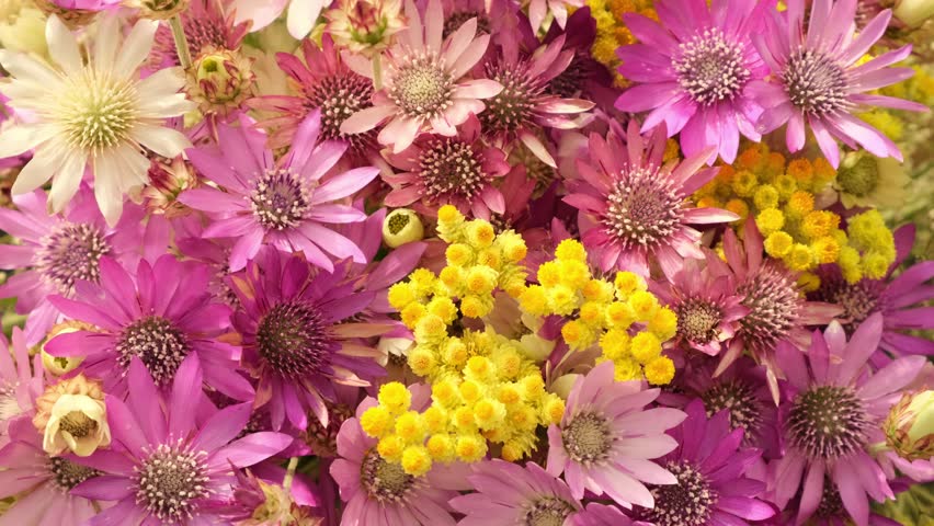 Wildflowers background rotating. Colorful bouquet of different beautiful fresh and dried flowers rotate, slow motion. Beautiful flower. Field dried immortelle Royalty-Free Stock Footage #1103276161