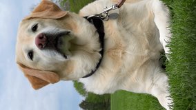 Close-up portrait of fawn color labrador retriever dog on grass background in the spring park. Pets playing outside. Vertical video. High quality 4k footage