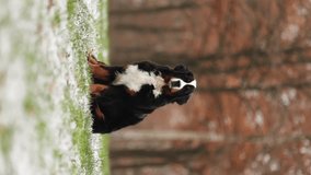 Bernese Mountain Dog runs through the forest on icy grass in autumn. Vertical video