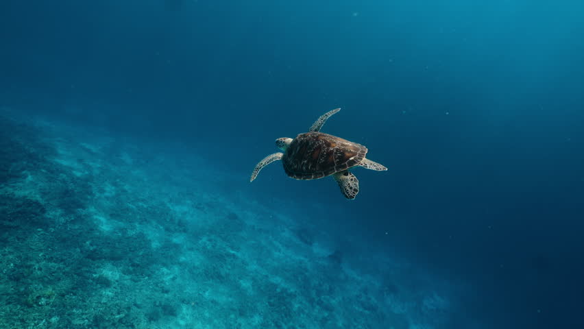Marine life tropical turtle in wild nature. Sea turtle slowly swiming in blue water through sunlight. Scuba on wildlife. Underwater serene swiming beautiful green turtle in sea alone with nature. Royalty-Free Stock Footage #1103282485
