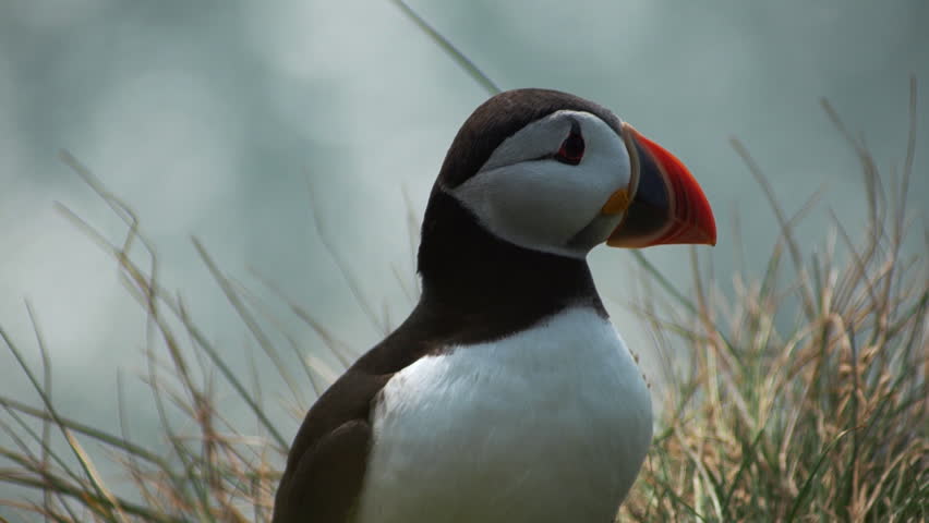 Atlantic puffin or common puffin Fratercula arctica in breeding plumage on cliff top in spring. Areal bird Iceland. Cute animal representing wild nature of Greenland. Portrait of northern puffin Royalty-Free Stock Footage #1103282513
