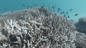Underwater life video with coral reefs and a group school of fish around it. Free diving or diving in the sea. First person 4k Video Footage daylight during the day.