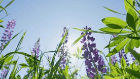 Beautiful floral natural blue, green and purple natural video background. Closeup view footage of sunny morning countryside blooming lupine flowers growing outside on countryside meadow in Ukraine