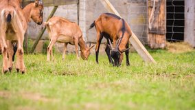 Goats on pasture. Full HD RAW video
