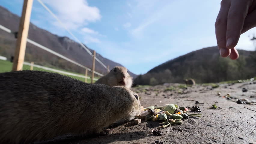 Gophers eating together on small stones food from humans