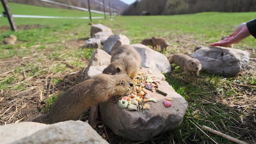 Gophers eating together on small stones food from humans