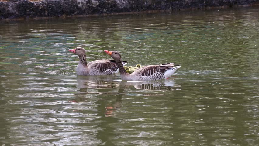 Family of greylag geese with small babies. The greylag goose, Anser anser is a large goose species of the waterfowl family Anatidae