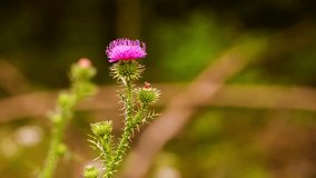 Thistle flower moved by wind. Full HD RAW video