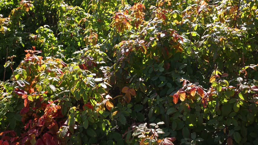 Poison Oak plant on the side of a hiking trail on the central coast of California