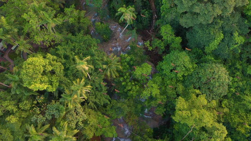 Aerial view of birds (falcons or eagles) fly over the jungles of north coast of Jamaica. The World Famous Dunn's River Falls and Park, Ocho Rios.  Royalty-Free Stock Footage #1103298887