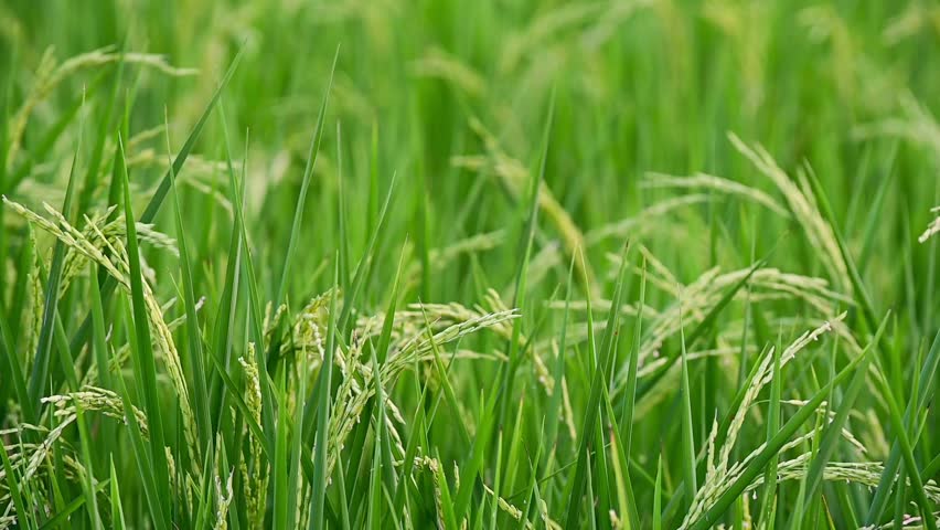 young rice stalks that move with the wind,thailand Royalty-Free Stock Footage #1103306661