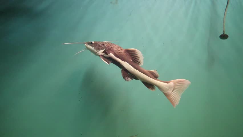 A Redtail Catfish (Phractocephalus hemioliopterus) swimming in a freshwater aquarium. These fish are one of the largest freshwater fish and are found in South America.