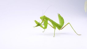 4K video of praying mantis eating grasshopper on white background.