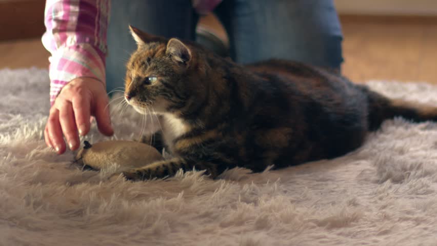 Cat owner plays with cat on cozy home rug medium shot zoom selective focus Royalty-Free Stock Footage #1103309705