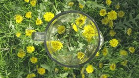 Freshly Blended Dandelion Smoothie. A Healthy Natural Drink. Cooking with Dandelions. The Healing Power of Dandelions. A Herbal Alternative Medicine Approach, vertical video