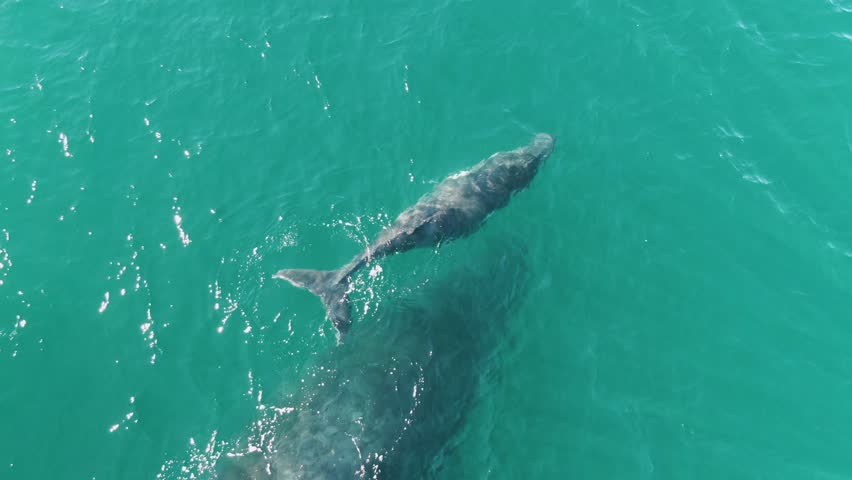 PUNTA GORDA BEACH BCS MEXICO-2023: A Couple Of Dolphins Swimming Next To Each Other
