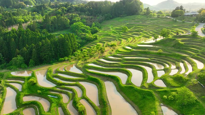 flying over sunny lush green terraced rice fields in Japan, aerial view of green paddy rice fields in Japan, organic agriculture and sustainable farming in Japanese mountains. High quality 4k footage Royalty-Free Stock Footage #1103316907