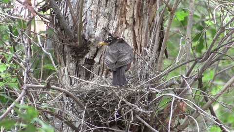 Robin at Nest