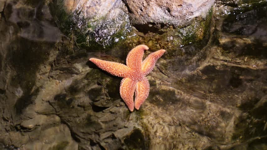 Starfish Asterias amurensis lying on rocky bottom washed by sea water. Orange Northern Pacific seastar gets stuck between wet rocks