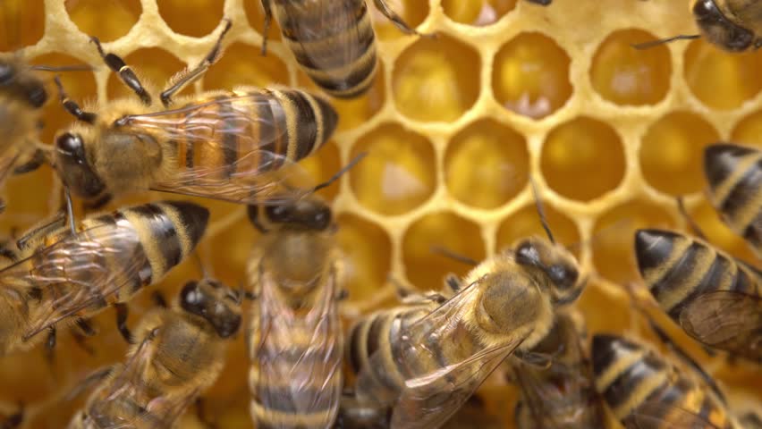 Fresh honey in a honeycomb close up. Organic beekeeping. Organic Honey Bee Farm. Rural beekeeping Royalty-Free Stock Footage #1103318919