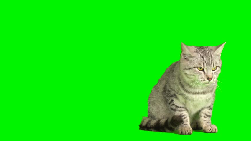 cat kitty green background screen Royalty-Free Stock Footage #1103326541