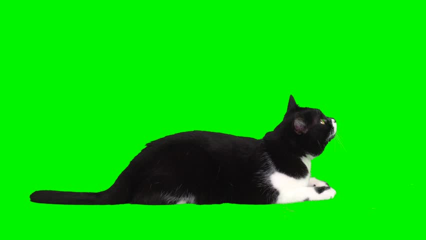 cat kitty green background screen Royalty-Free Stock Footage #1103326599