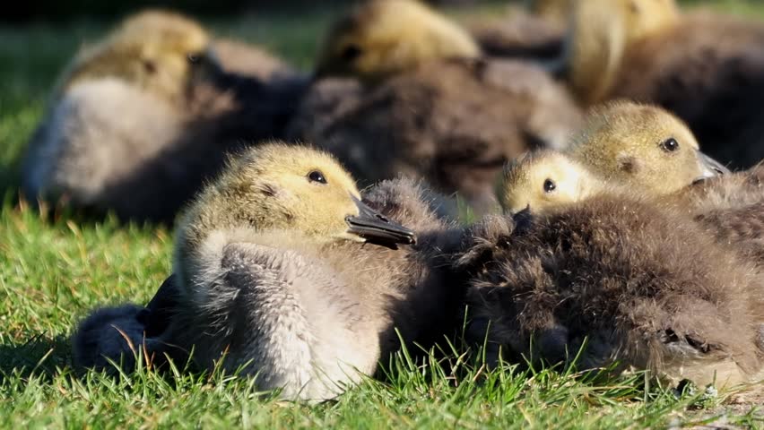 Wild Canadian Geese goslings huddled together on the grass in the UK. Slow motion, zoom out.