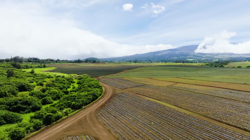 Drone Flying Over Pineapple Fields In Maui, Hawaii. Royalty-Free Stock Footage #1103327407